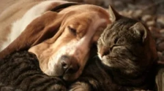 Oznacza prawnik: skład i instrukcje użytkowania