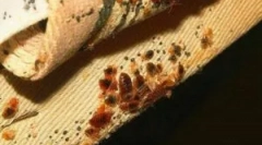 Blockbuster z błędów, karaluchów i innych owadów