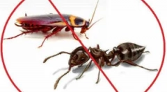 Narzędzie fas: formularze i aplikacje