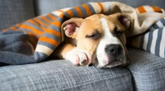 Staphylococcus u psów: objawy, leczenie, zapobieganie