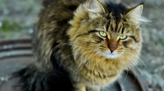 Stary kot. Znaki, opieka, jedzenie