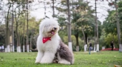 Staroangalial shepherda