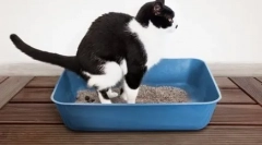 Założę się kota w domu