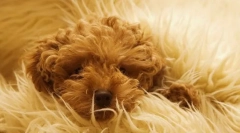 Sterylizacja i status wełny psów