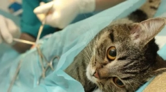 Sterylizacja kota