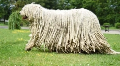 Rasy hodowlane psów