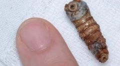 Straszne nieprzyjemne owady (27 zdjęć)