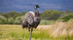 Strusia emu