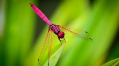 Dragonfly pink