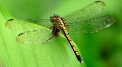 Dragonflies