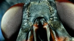 Struktura oczu i wizja much