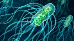 Budynek i cechy mikroorganizmów