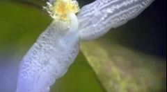 Struktura i cechy planarium