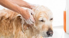 Struktura wełny skóry psa