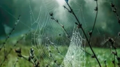 Struktura, skład i rodzaje pajęczynów