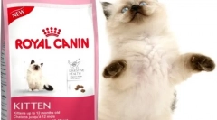 Suche jedzenie dla kotów royal kanin: najlepsza jakość w kategorii ceny