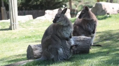 Zwierzęta świątyni