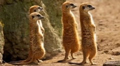 Meerkat (foto): zabawny zegarek, który jest zawsze czujny