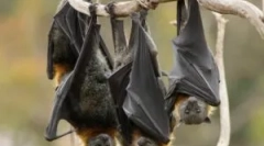 Istnienie lotnej myszy w zimie