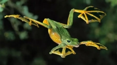 Czy są latające żaby?