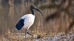 Święty ibis
