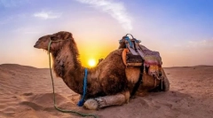Sekrety wielbłądów. Jak są udomowione