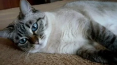 Thai cats color tabby punkt