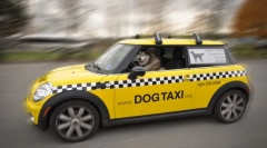 Pet taxi: funkcje i zasady przewozu