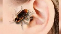 Tracakan w uchu: objawy i ekstrakcja