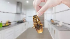 Karaluchy w kuchni: sposoby ochrony i zniszczenia