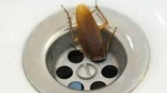 Karaluchy w łazience i toalecie