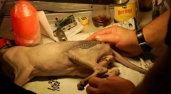 Tatuaż dla kota lub okrutnej mody dla zwierząt