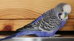 Pacjent kot i obsessive parrot: wideo, gdzie pernation rozmawia z puszystym zwierzakiem