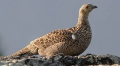 Teteryev (zdjęcia): prawdziwy pijon z lasu