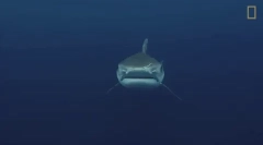 Tiger shark - jeden z najbardziej niebezpiecznych rekinów na świecie