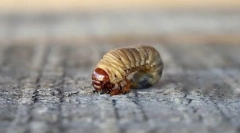 Rodzaje rozwoju owadów