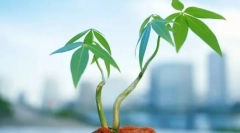 Rodzaje tkanek roślinnych