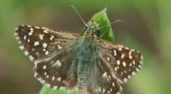 Tołstogol lapchattaya