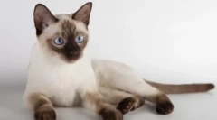 Kot tonkin (thinnez)