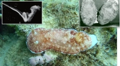 Top 10: fitness of animal world genitalts