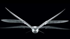 Top 10: ciekawe fakty o mewach