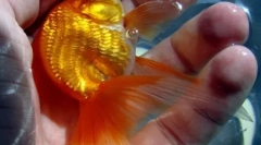 10 Najlepszych historii o przestraszonej złodziei