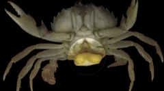 Top 10: macroparasites