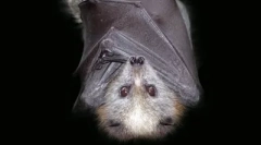 Top 10: mity zwierzęcy