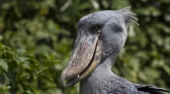 10 Najlepszych ptaków z najwolniejszymi dziobami