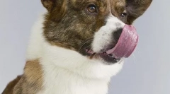 Top 10: najbardziej znikające rasy psów w wielkiej brytanii (20 zdjęć)