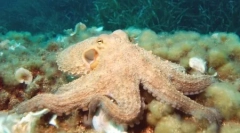 Top 10: najmądrzejsze zwierzęta planety