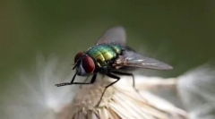 Top 10 najbardziej czystych zwierząt na świecie