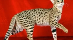 Najlepsze 10 najdroższych zwierząt na świecie