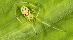 Najlepsze 10 najpiękniejszych pająków na świecie